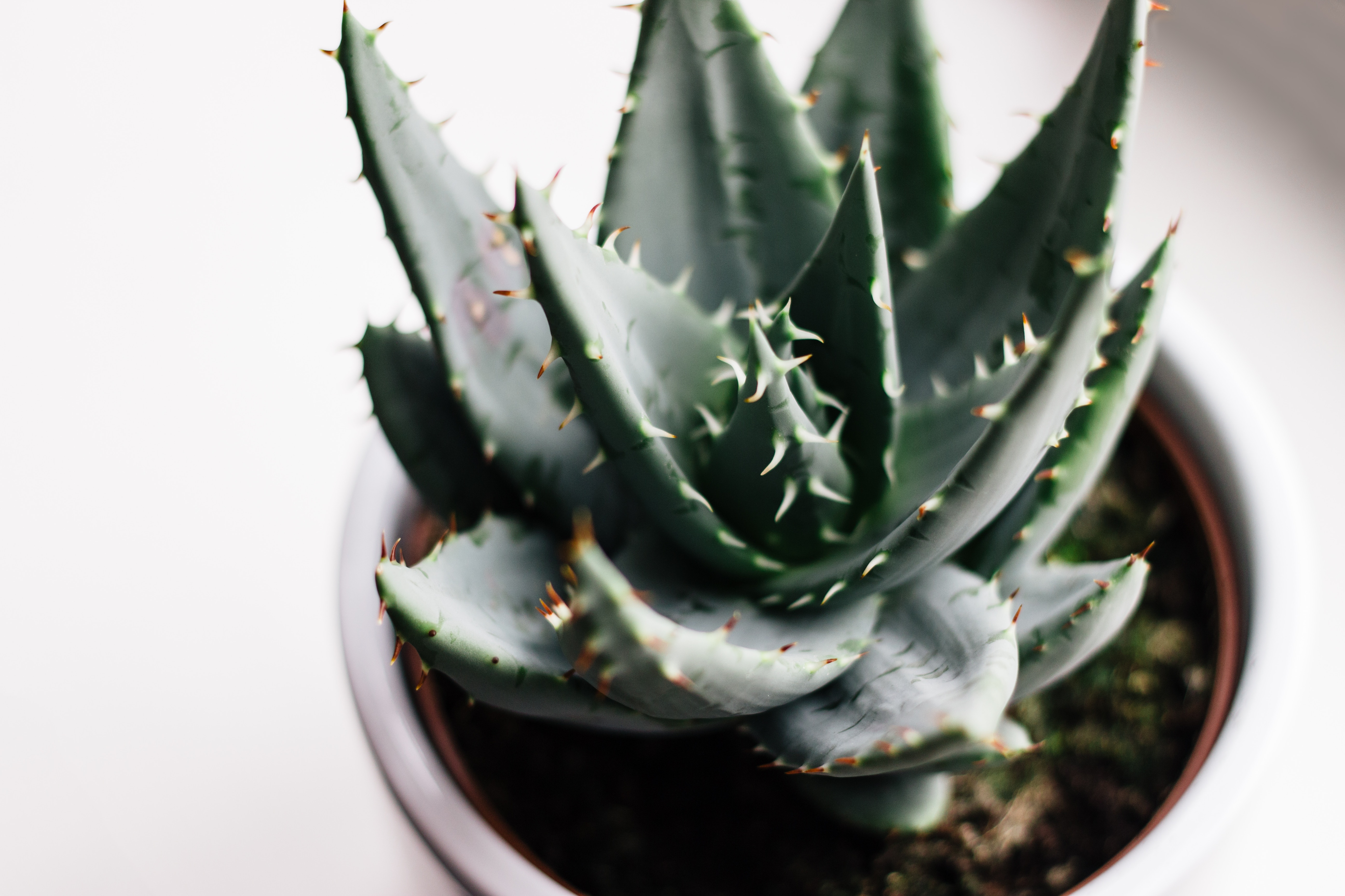 Aloe Vera  Potenza Touch AV - Reed Pacific - Microcapsule Systems