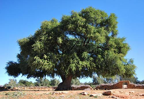 Argan Tree